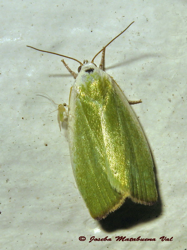 Earias insulana, Nolidae - No, E. clorana